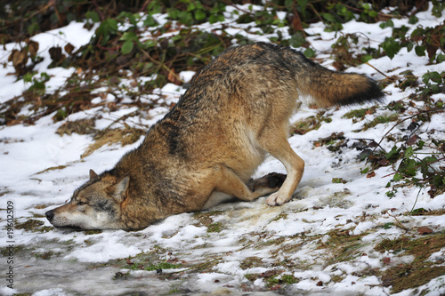 Wolf wälzt sich photo