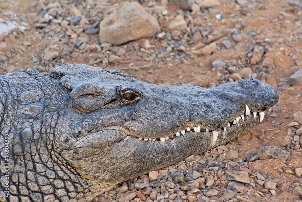 Fototapeta premium The crocodile