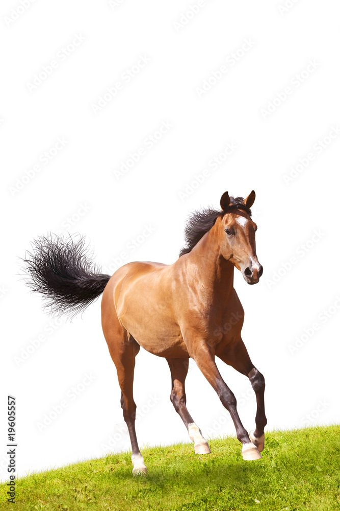 Obraz premium horse isolated