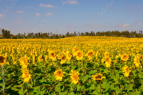 Sunflowers meadow