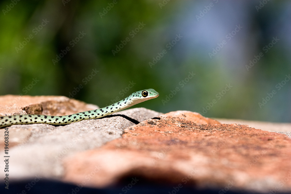 Fototapeta premium Snake