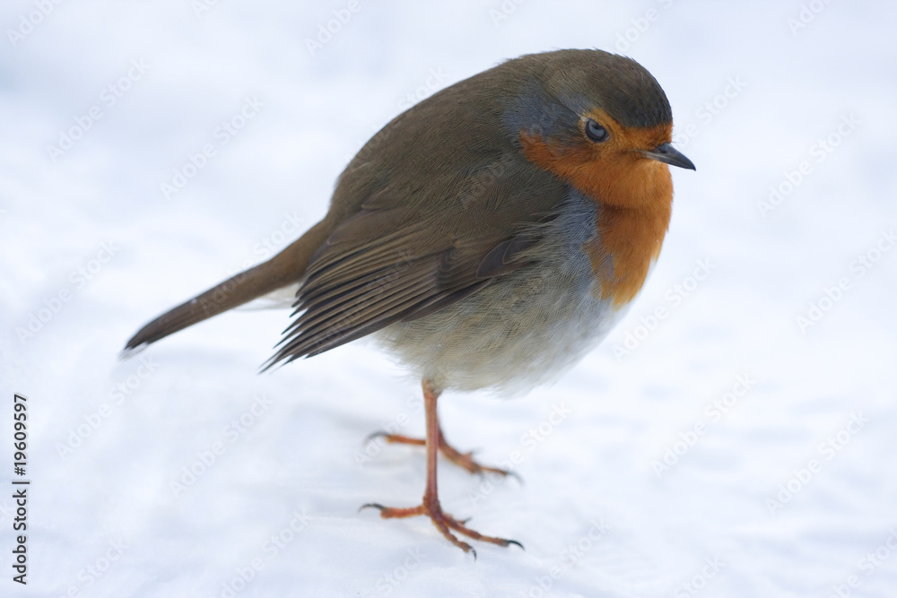 Robin in the snow Robin in the snow