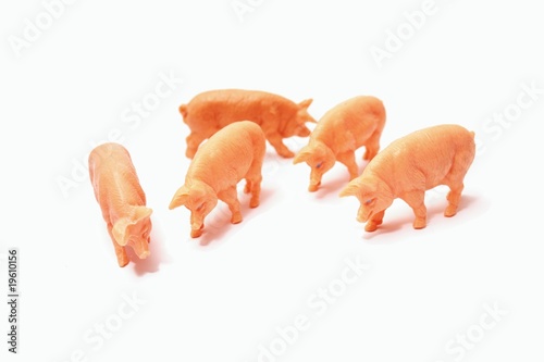 Schweinegruppe photo
