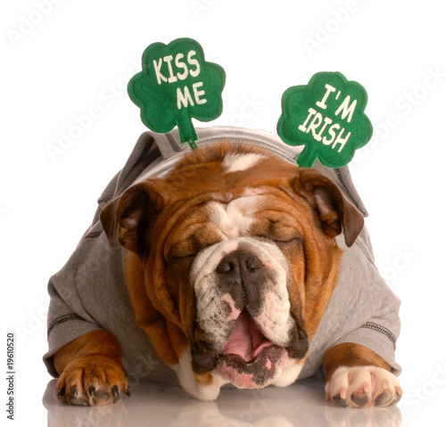 kiss me i'm irish - english bulldog wearing green headband
