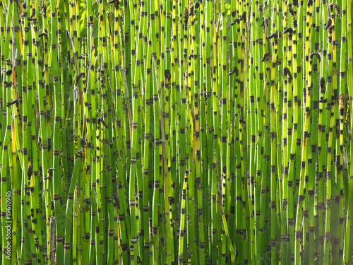 Bambus in der Sonne