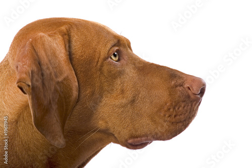 dog profile portrait