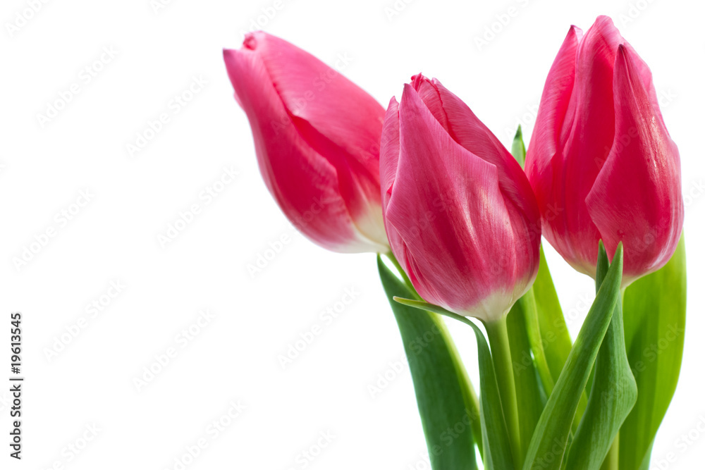 spring tulips isolated spring tulips isolated