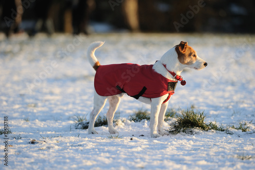 Parson Jack Russell in red winter coat standing in the snow