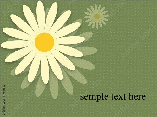 white daisy