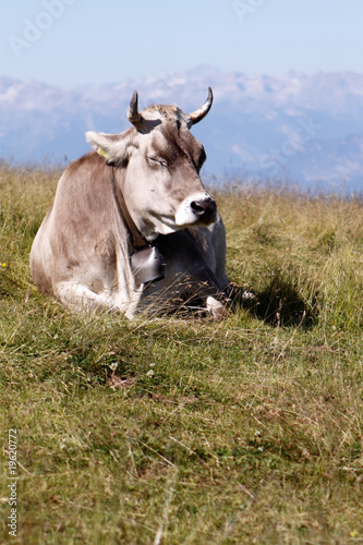 Fototapeta Naklejka Na Ścianę i Meble -  Sleeping cow