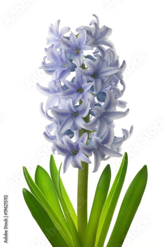 Hyacinthus orientalis 'Delft Blue' (hyacinth 'Delft Blue') photo