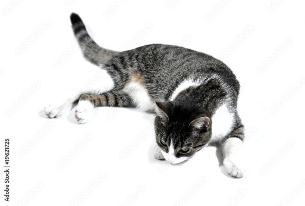 Naklejka premium cat