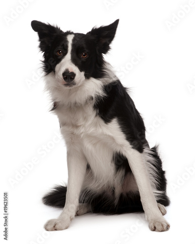 Portrait of Border collie, 3 years old, sitting, studio shot © Eric Isselée