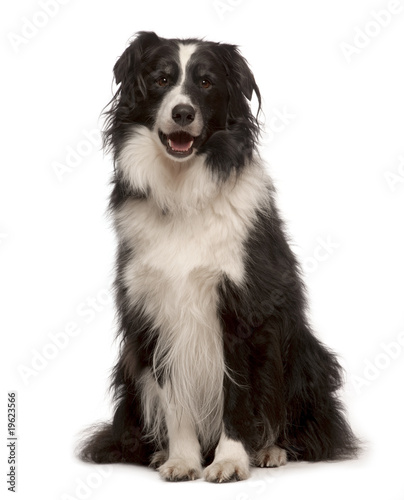 Border Collie, 4 years old,
