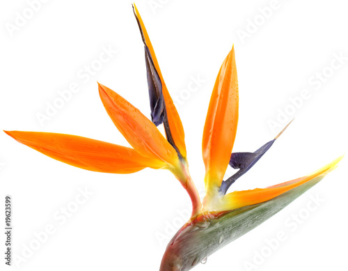 fleur strélitzia, oiseau paradis fond blanc photo