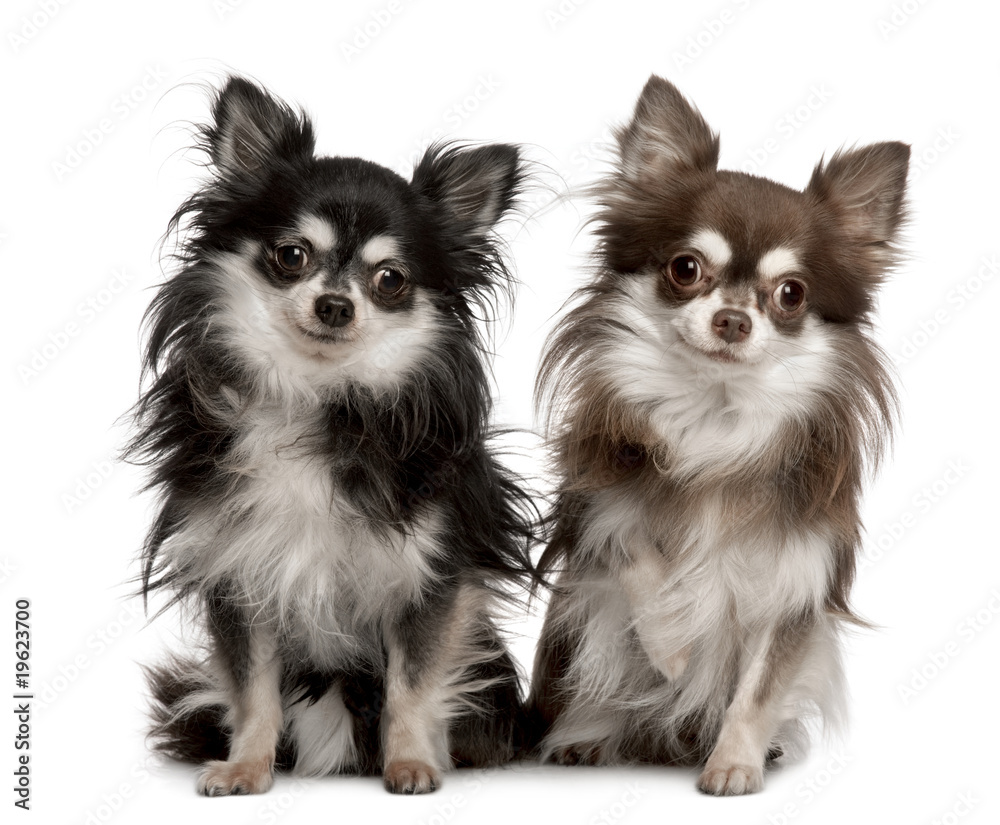 Portrait of two Chihuahuas, 7 years old, sitting in front of whi