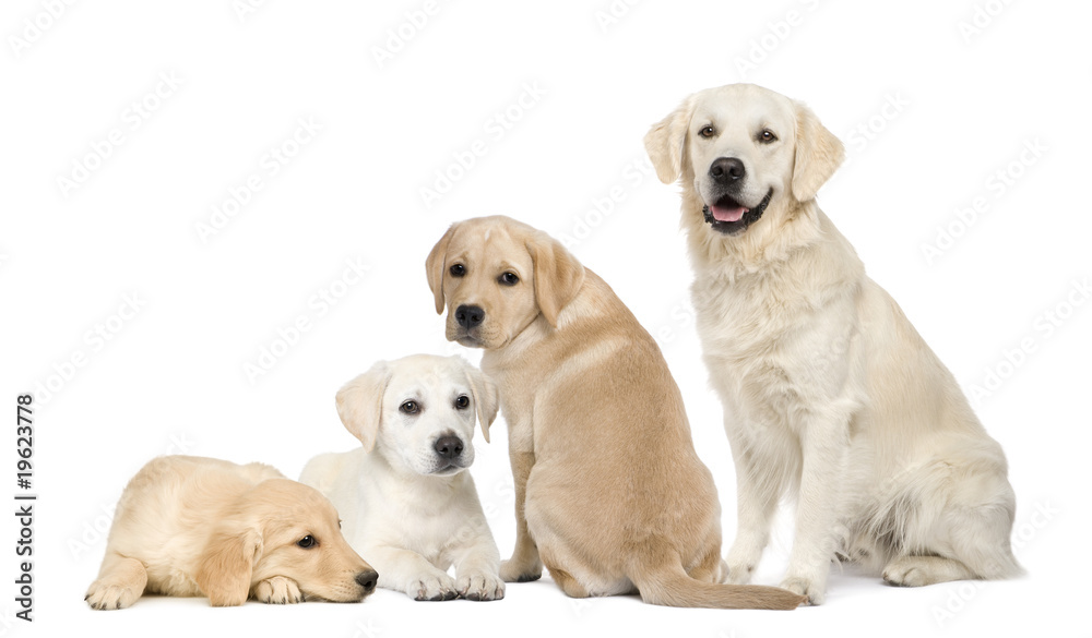 Portrait of Labradors and Golden Retriever sitting in front of w Portrait of Labradors and Golden Retriever sitting in front of w