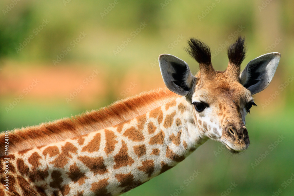 Obraz premium Young giraffe