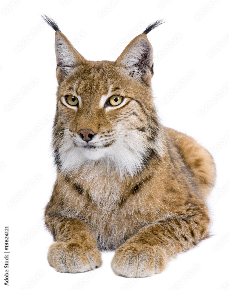 Fototapeta premium Eurasian Lynx, Lynx lynx, 5 lat