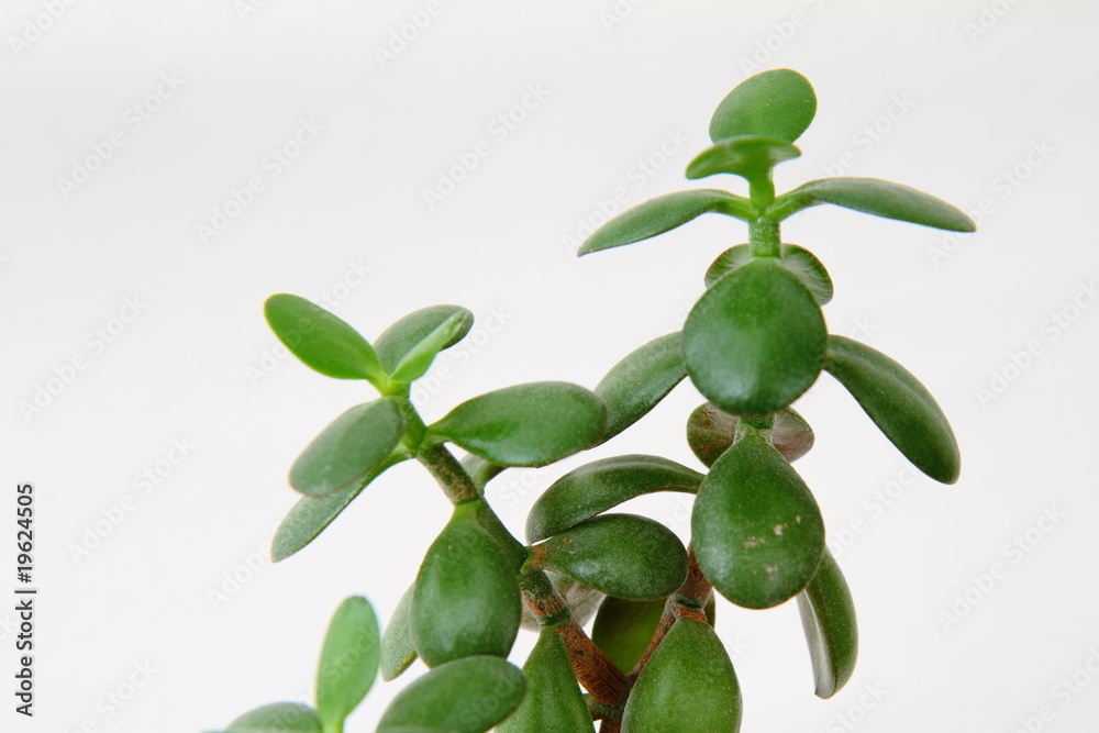 green plant detail
