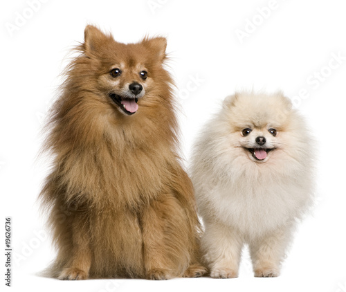 Two Spitz, 4 and 7 years old, in front of white background, stud © Eric Isselée