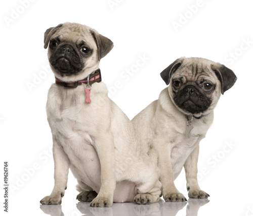 Two pug puppies  3 and 4 months old  sitting