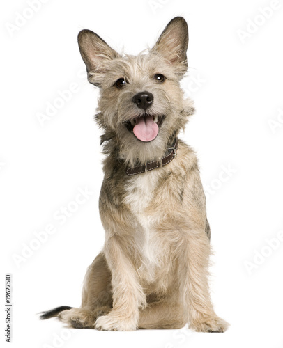 Crossbreed with a Jack Russell Terrier, 7 months old, sitting