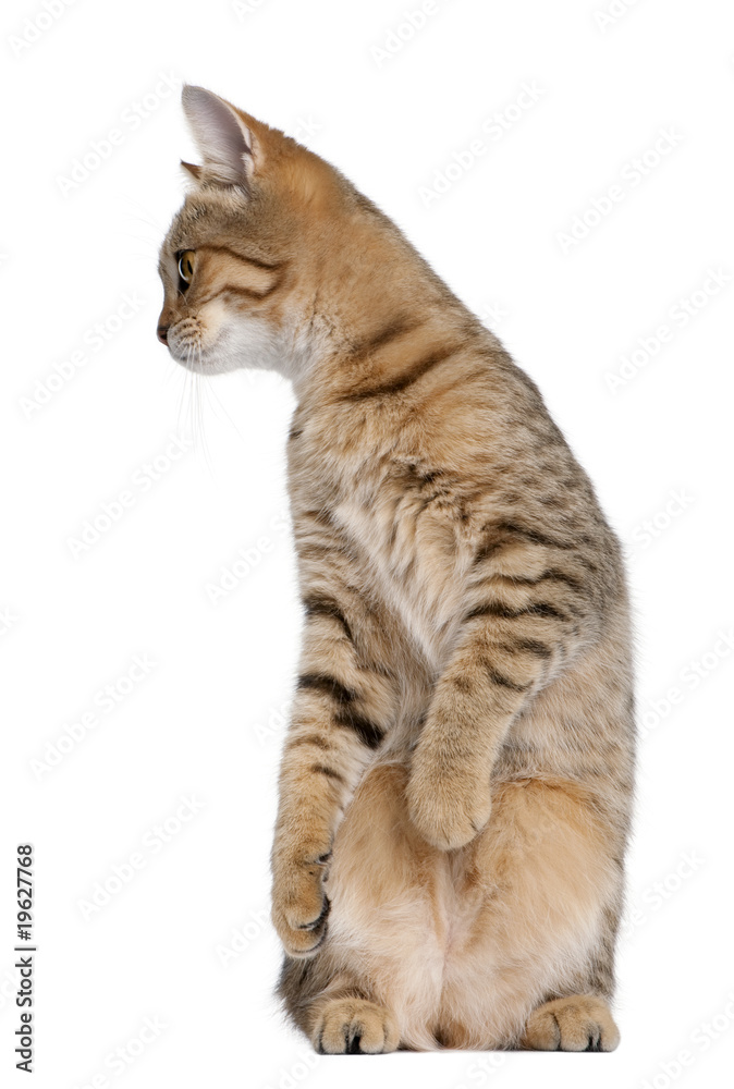 Fototapeta premium Young Bengal cat, 7 months old, standing