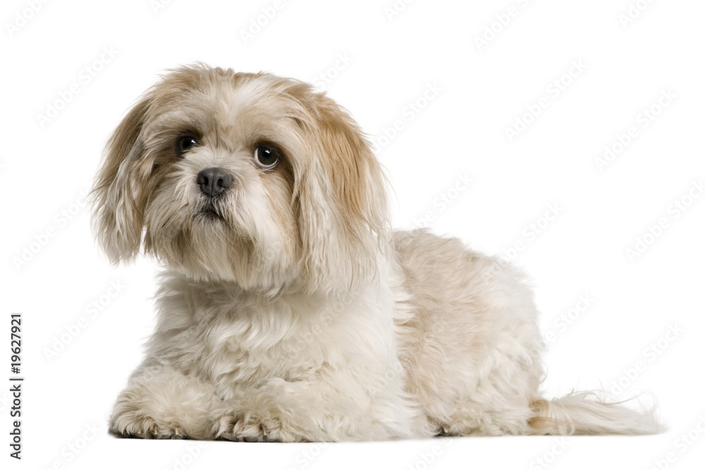 Shih Tzu, 1 year old, sitting, studio shot