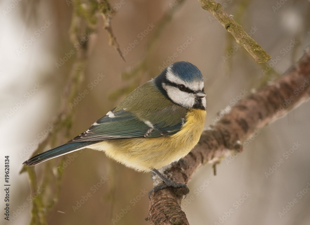Obraz premium Blue tit feeling the cold