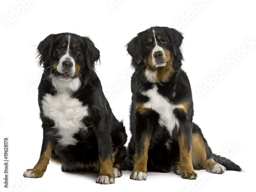 Two Bernese mountain dogs 2 years and 7 months old, sitting in f © Eric Isselée