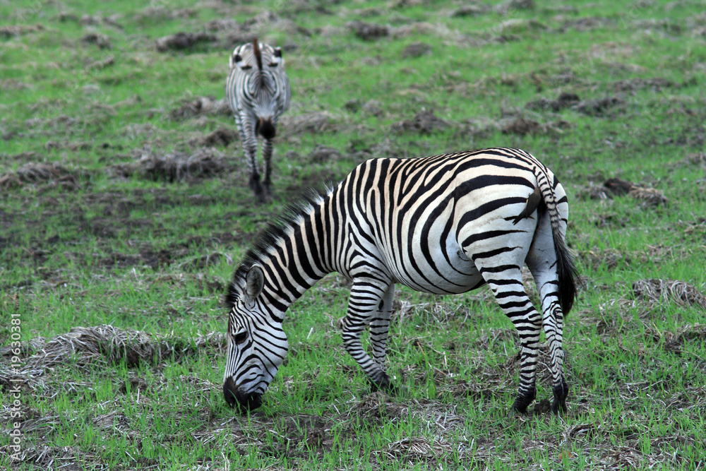 Naklejka premium Zèbre