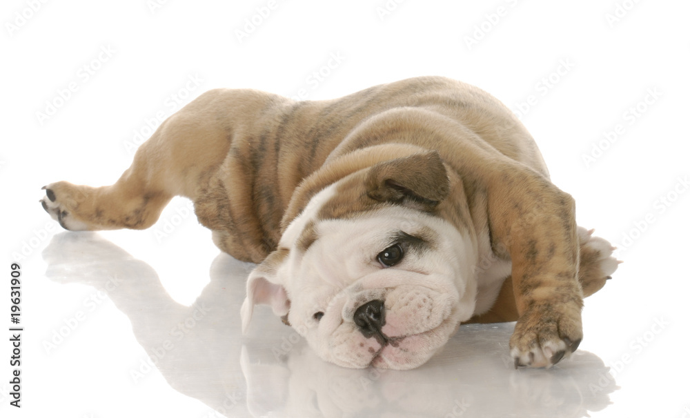 english bulldog puppy laying on her back - nine weeks old english bulldog puppy laying on her back - nine weeks old