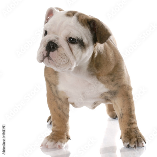 nine week old female english bulldog puppy