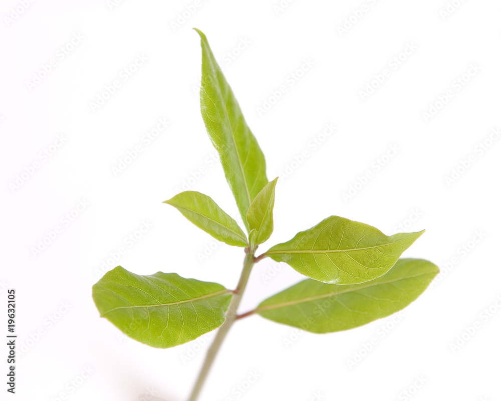 Fototapeta premium Lorbeer