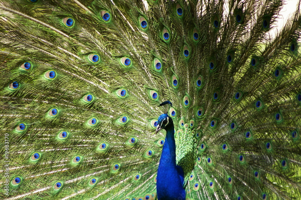 Naklejka premium paon