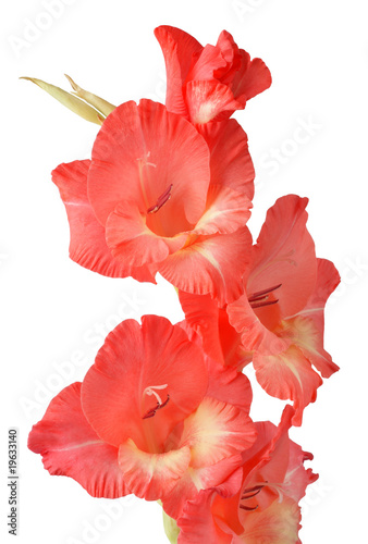 red gladiolus on white background Fototapet