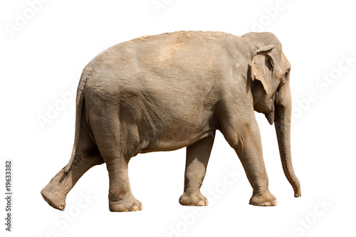 Elefant freigestellt