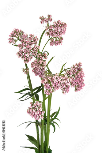 Valerian Herb in Flower photo