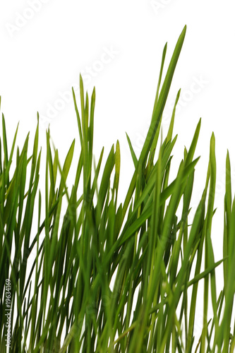 grass is isolated