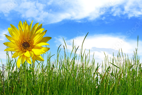 Sunflower in green grass