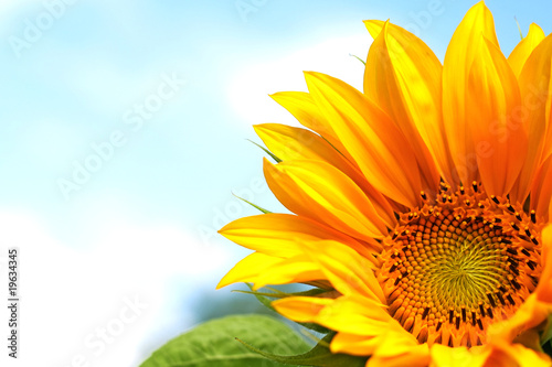 Yellow sunflower