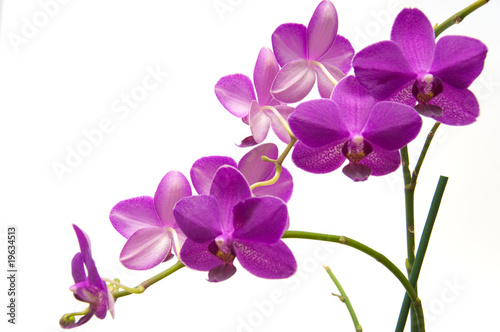 Orchidee © VRD