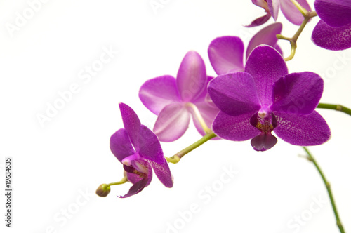 Orchidee