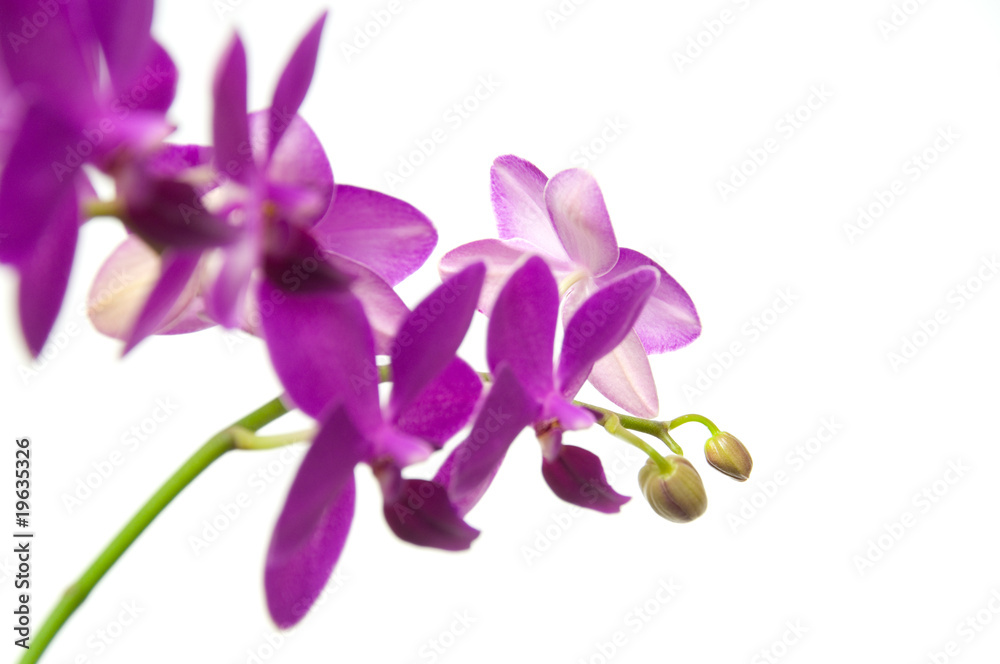 Orchidee Orchidee