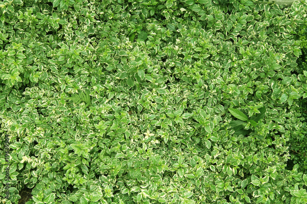 Green Leaves Pattern