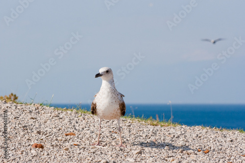 seagull photo