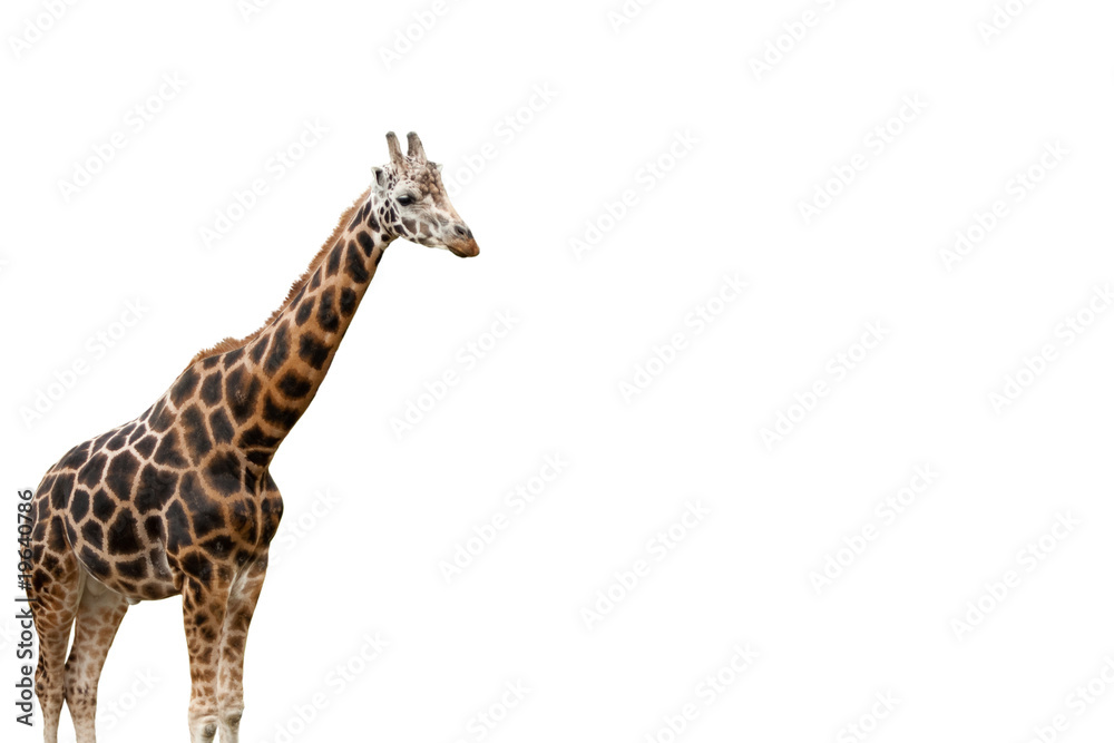 Obraz premium Giraffe freigestellt