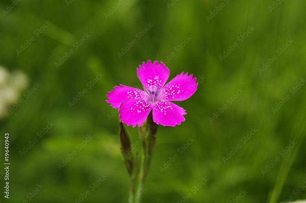 Fototapeta premium œillet