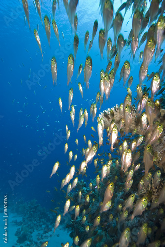 School of small tropical fish